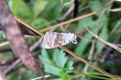 Meganola albula