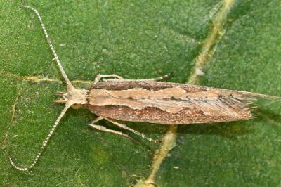 Plutella xylostella