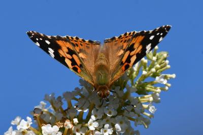 Vanessa cardui