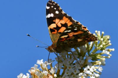 Vanessa cardui