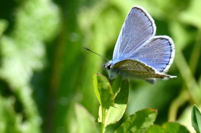 Polyommatus icarus