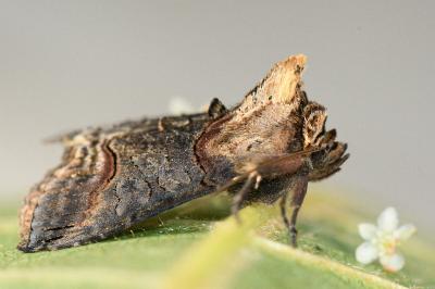 Abrostola triplasia