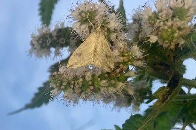 Evergestis forficalis