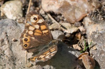 Pararge aegeria