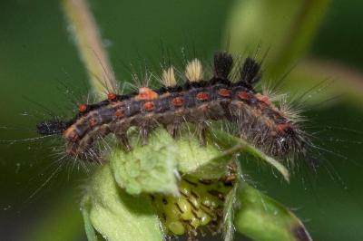 Orgyia antiqua