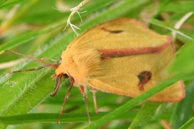 Diacrisia sannio