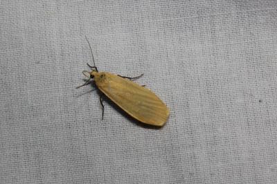 Wittia sororcula