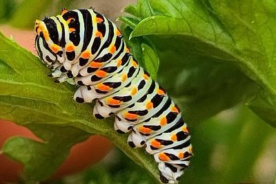<i>Papilio machaon</i>