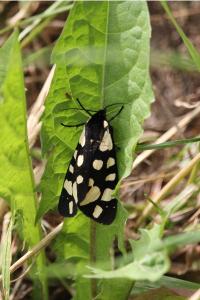 <i>Arctia villica</i>