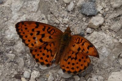 <i>Brenthis daphne</i>