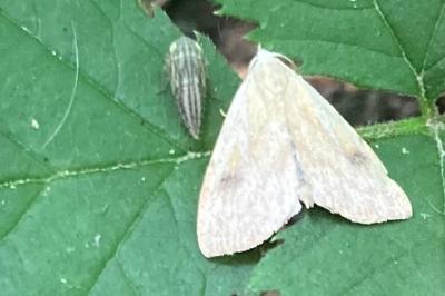 Rivula sericealis