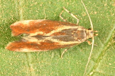 <i>Metalampra italica</i>