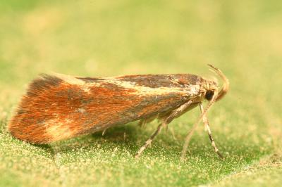 <i>Metalampra italica</i>