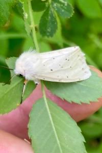 <i>Spilosoma lubricipeda</i>