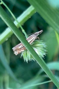 <i>Crambus lathoniellus</i>
