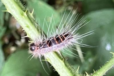 <i>Thaumetopoea processionea</i>
