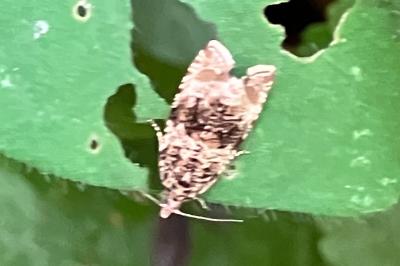 <i>Celypha lacunana</i>