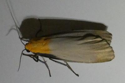<i>Lithosia quadra</i>