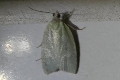 <i>Tortrix viridana</i>