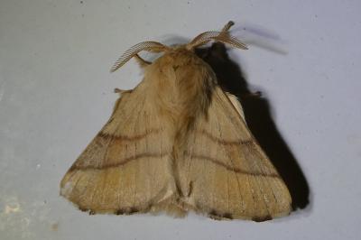 <i>Malacosoma neustria</i>
