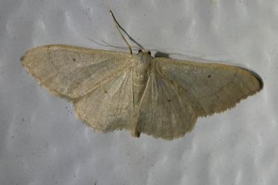 <i>Idaea aversata</i>