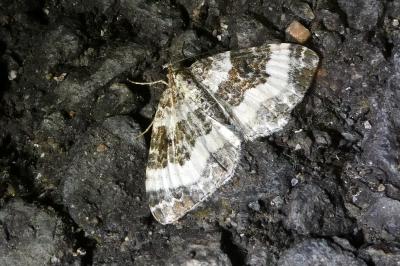 Epirrhoe rivata