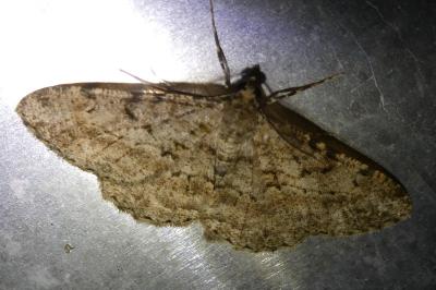 <i>Peribatodes rhomboidaria</i>
