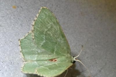 <i>Hemithea aestivaria</i>