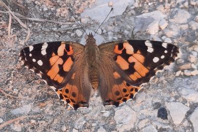 <i>Vanessa cardui</i>