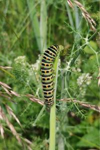 <i>Papilio machaon</i>