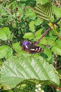 <i>Apatura ilia</i>