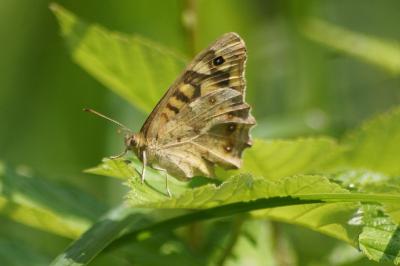 Pararge aegeria