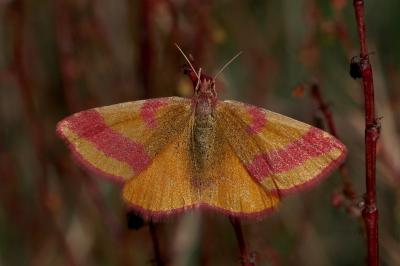 <i>Lythria cruentaria</i>