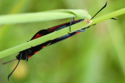 <i>Zygaena transalpina</i>