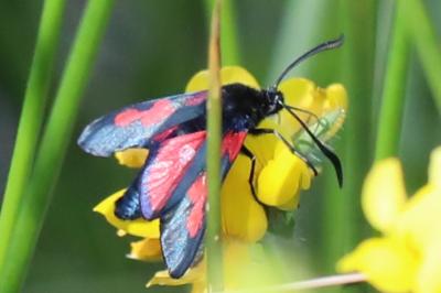 <i>Zygaena trifolii</i>