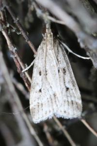 <i>Eudonia pallida</i>
