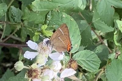 <i>Satyrium w-album</i>