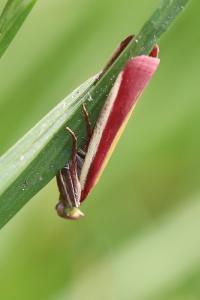 <i>Oncocera semirubella</i>