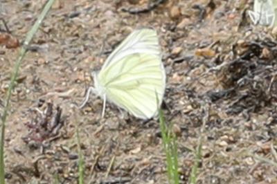 <i>Pieris napi</i>