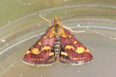 <i>Pyrausta purpuralis</i>