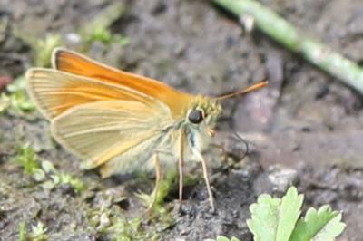 <i>Thymelicus sylvestris</i>
