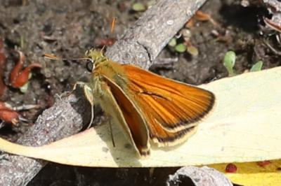 <i>Thymelicus sylvestris</i>