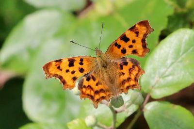<i>Polygonia c-album</i>