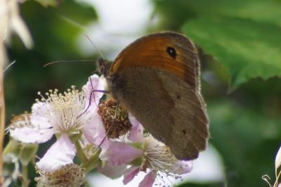 <i>Maniola jurtina</i>