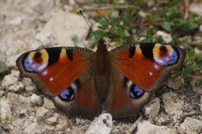 Aglais io