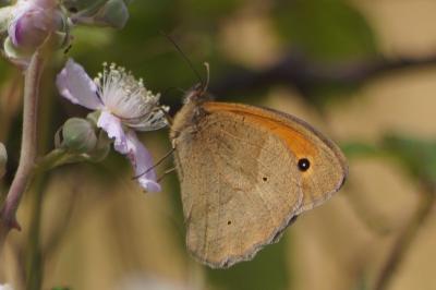 <i>Maniola jurtina</i>