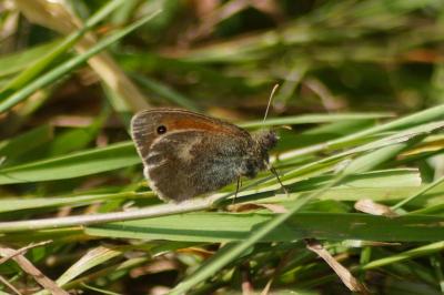 <i>Coenonympha pamphilus</i>