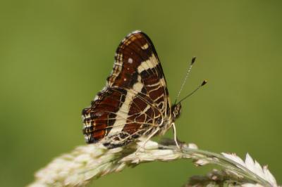 <i>Araschnia levana</i>