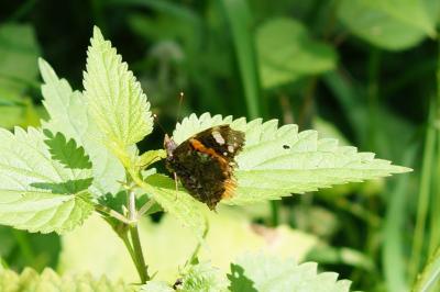 <i>Vanessa atalanta</i>
