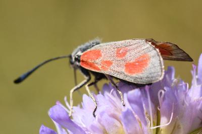 <i>Zygaena loti</i>